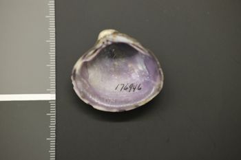 Media type: image;   Malacology 176946 Description: Dry specimen;